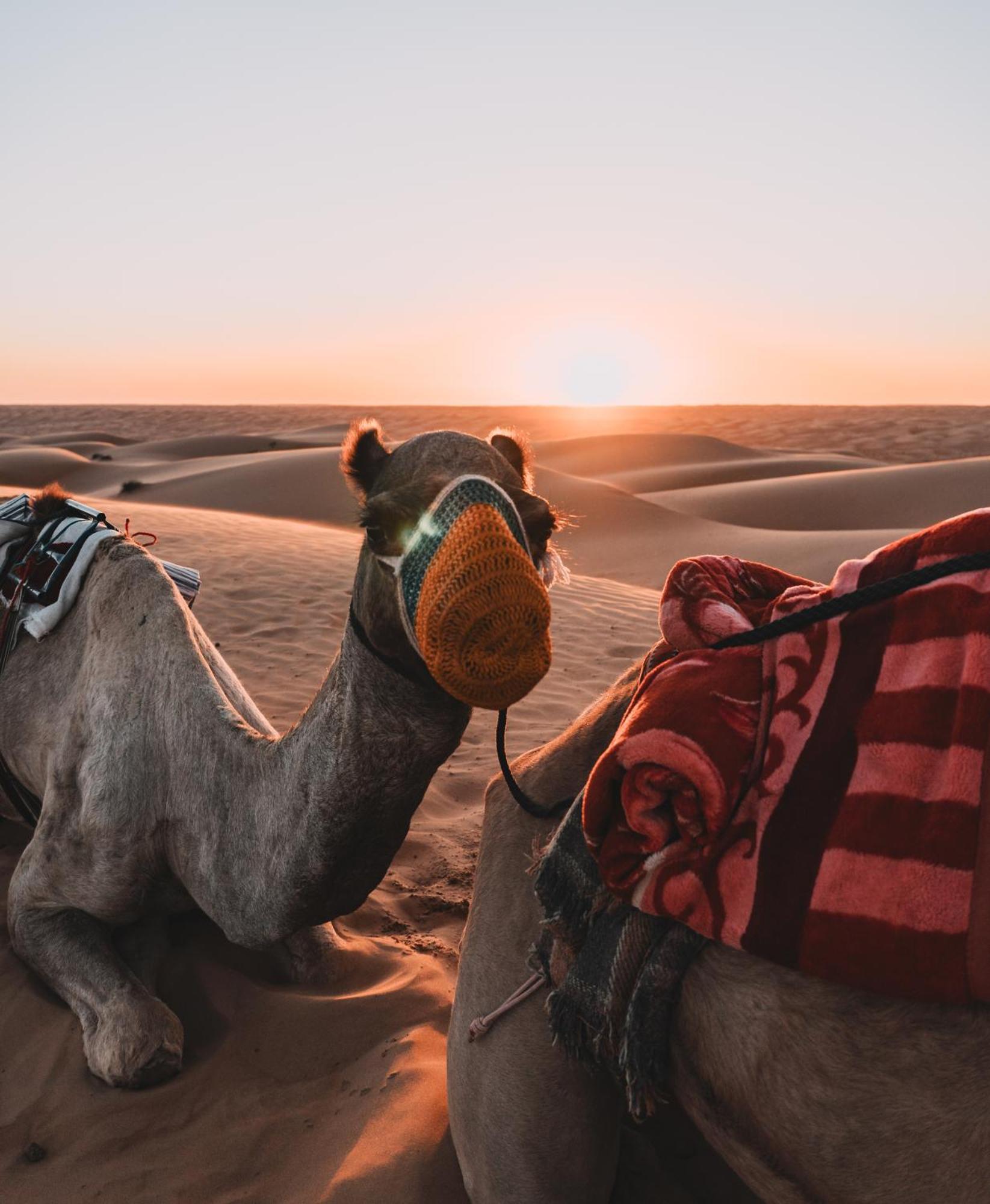 Hamood Desert Private Camp Al Wāşil 外观 照片