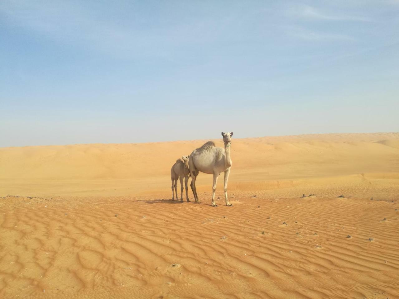 Hamood Desert Private Camp Al Wāşil 外观 照片